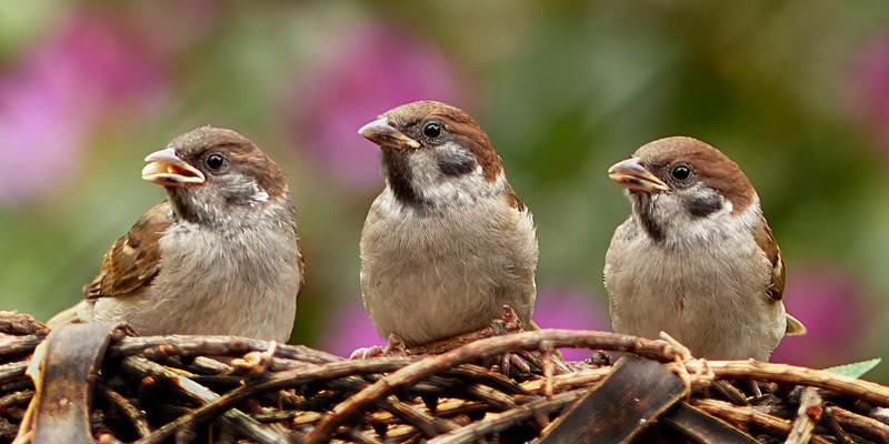 Wie wird mein Garten vogelfreundlich?