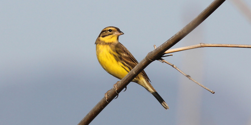 Weidenammer Vogel