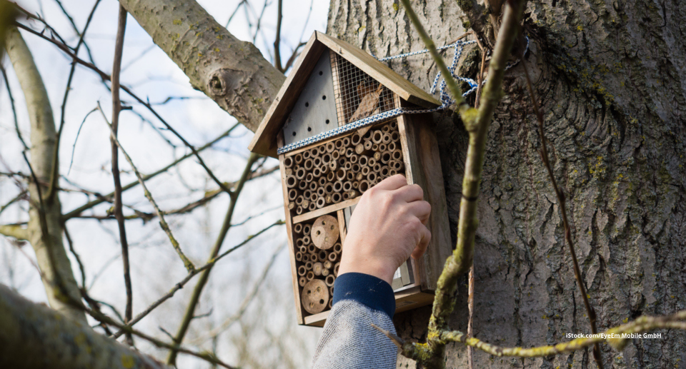 Das Foto zeigt die Hand einer Person, welche an einem Insektenhotel an einem Baum werkelt.