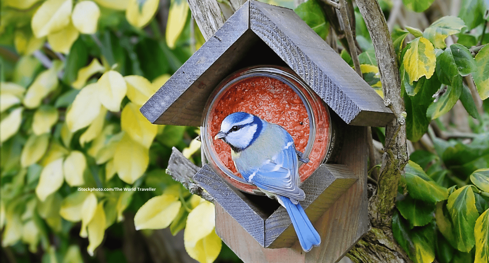 Eine Blaumeise die auf einem Vogelhäuschen sitzt