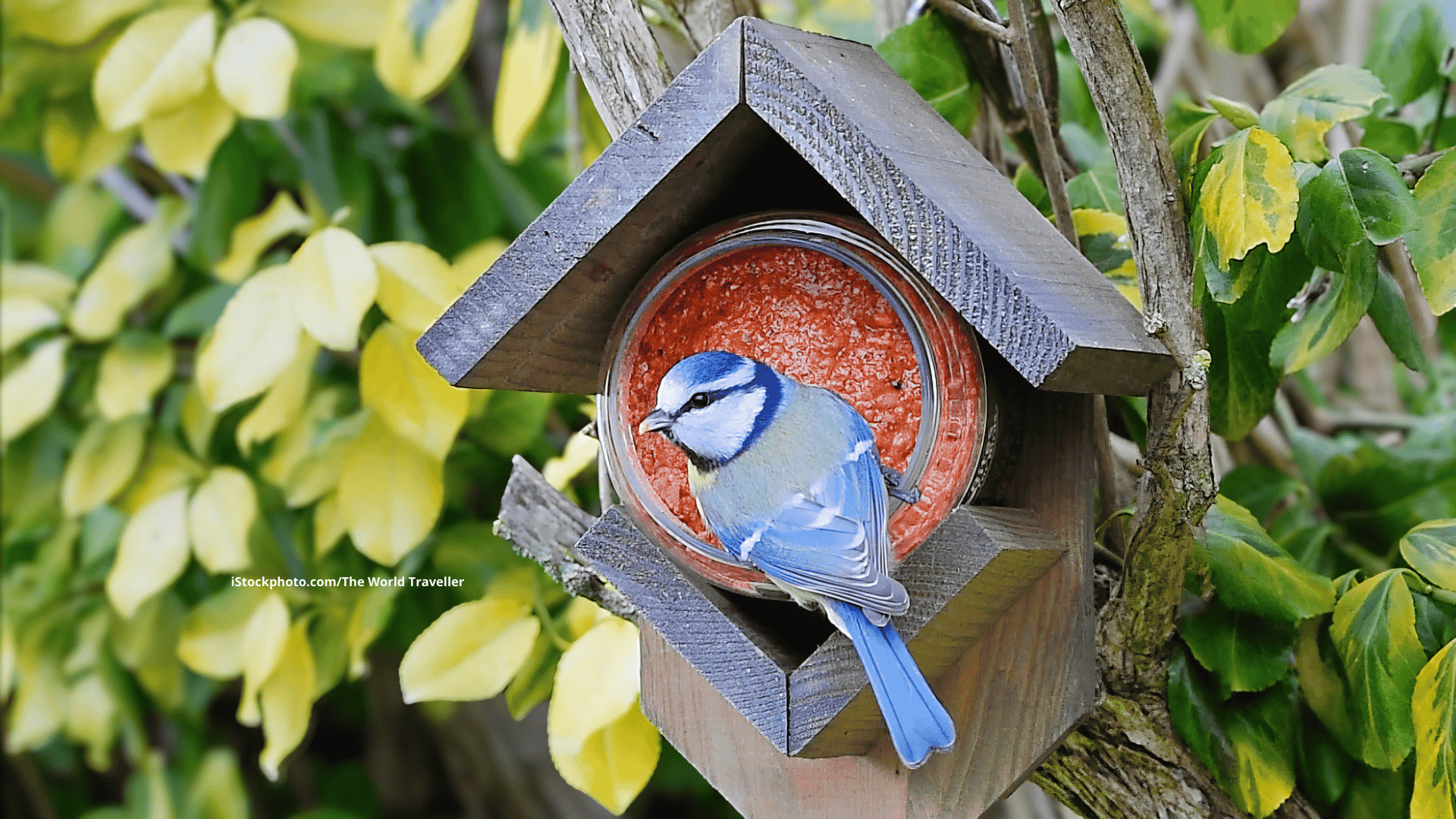 Wie wird mein Garten vogelfreundlich?