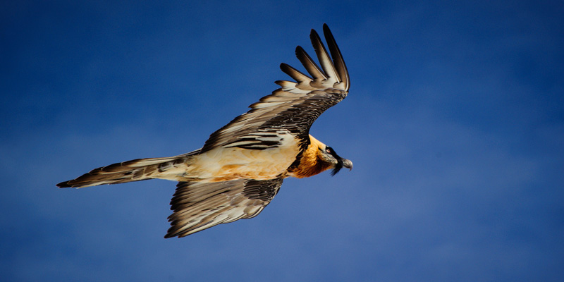 Vogelart Bartgeier