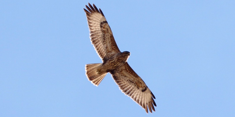 Vogelbeobachtung in Batumi