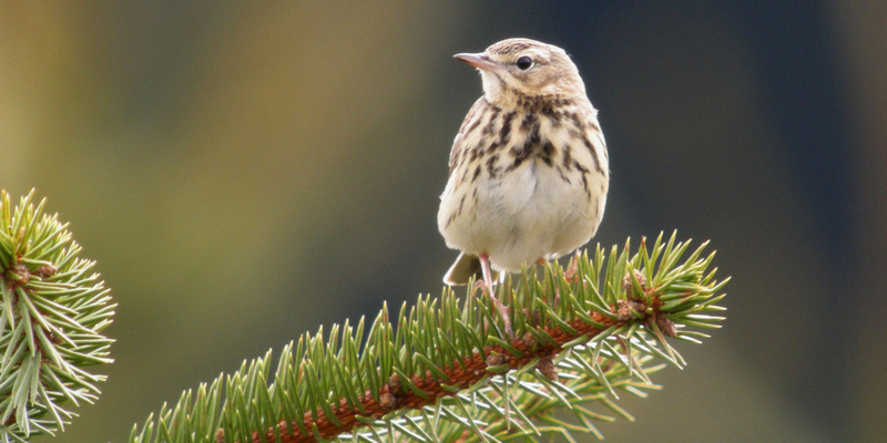 Gestatten, Vogel! – Vogelarten sicher bestimmen