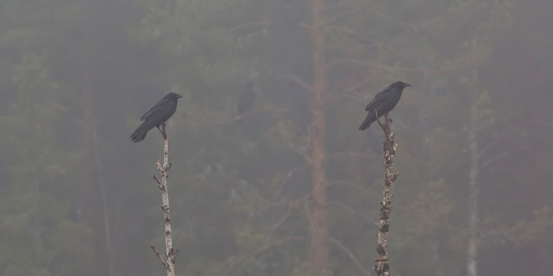 Vogelbeobachtung in Finnland