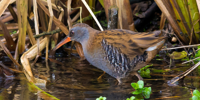 Wasserralle – Heimliche Sumpfbrüterin