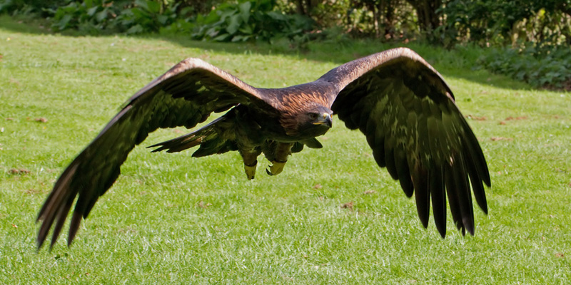 Steinadler – majestätischer Alpenbewohner