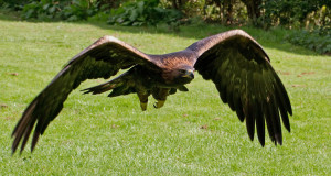 Steinadler – majestätischer Alpenbewohner