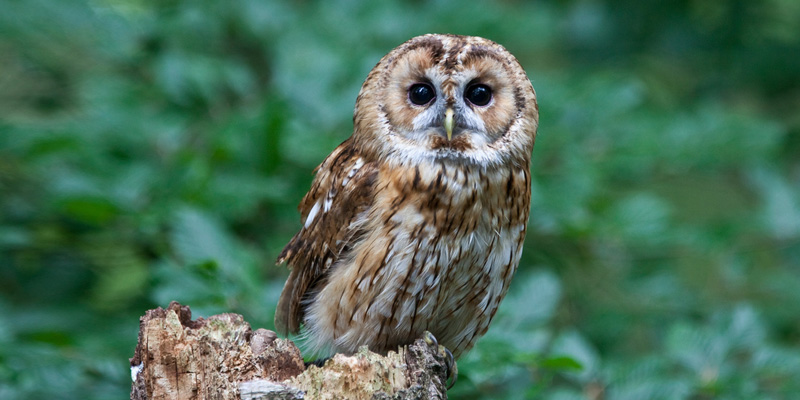 Waldkauz – nächtlicher Jäger