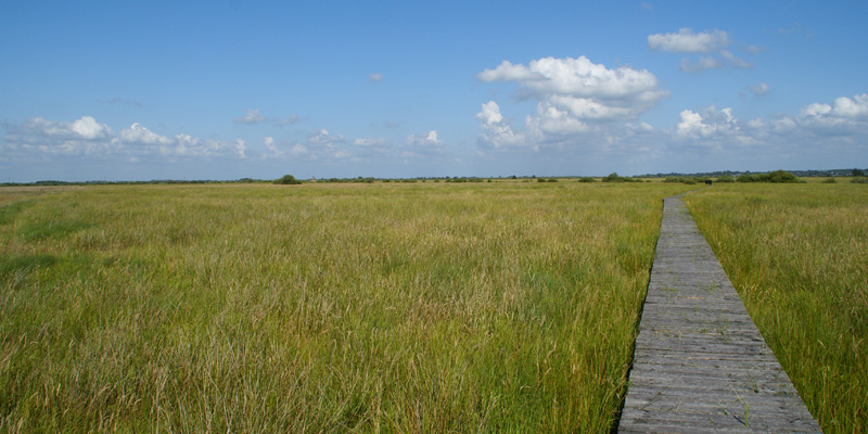 Das Wilde Moor bei Schwabstedt