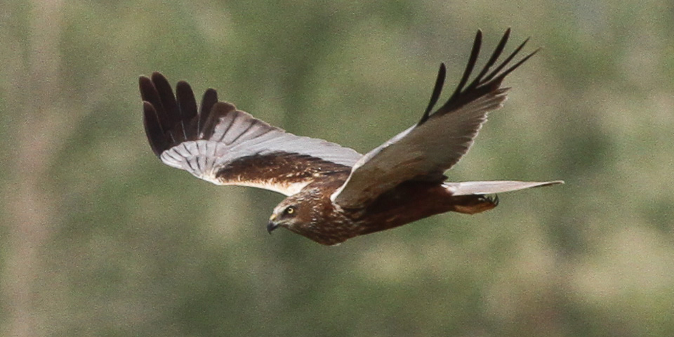 Die Rohrweihe im Flug