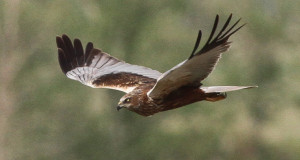 Rohrweihe – Der etwas andere Circus-Vogel