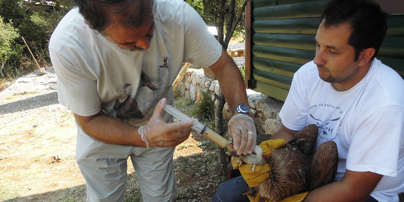 Greifvogelschutz in Kroatien