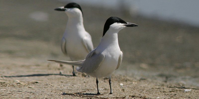 Lachseeschwalbe – eleganter Problemvogel