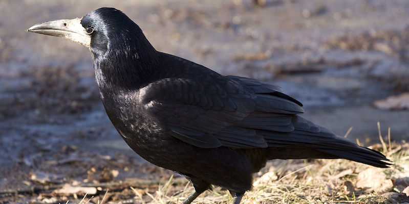 Saatkrahe Glanzender Koloniebruter Vogel Natur