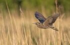 Die Rohrdommel – Getarnter Hornbläser des Schilfs