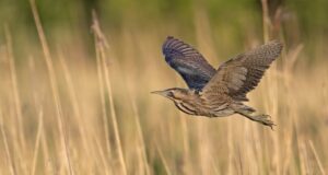 Die Rohrdommel – Getarnter Hornbläser des Schilfs
