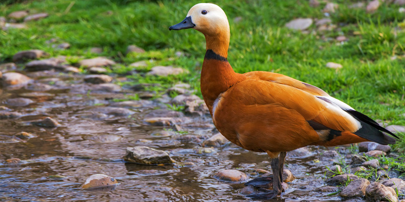 Vogelart Rostgans