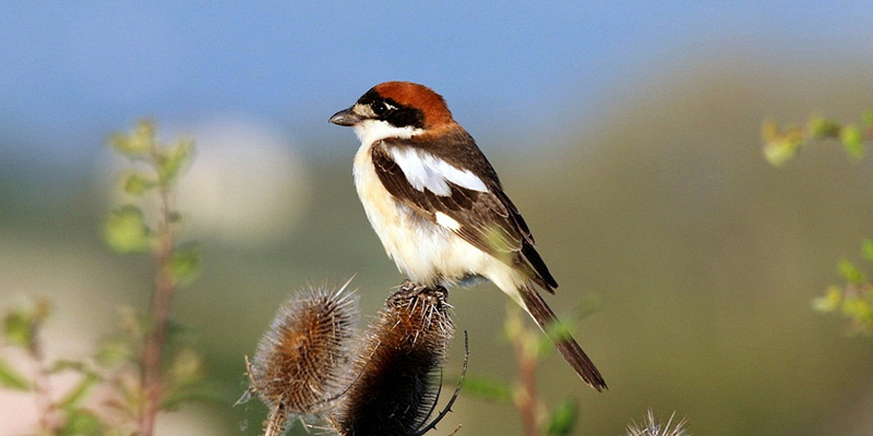 Vogelart Rotkopfwürger