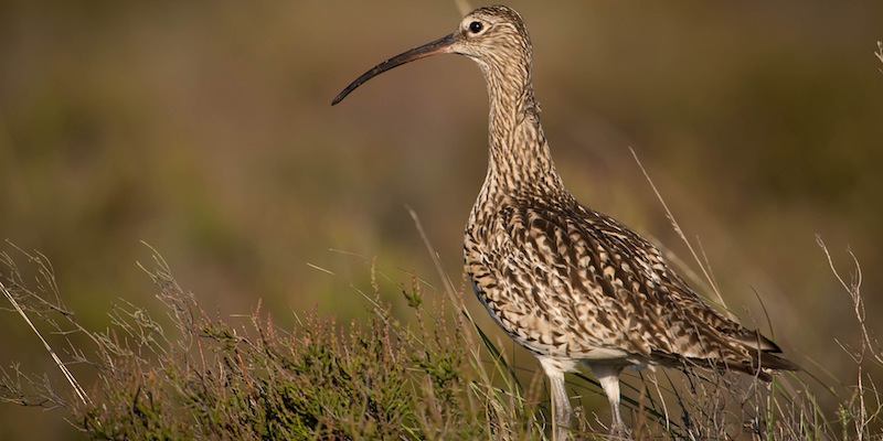 Großer Brachvogel – Watvogel in Gefahr