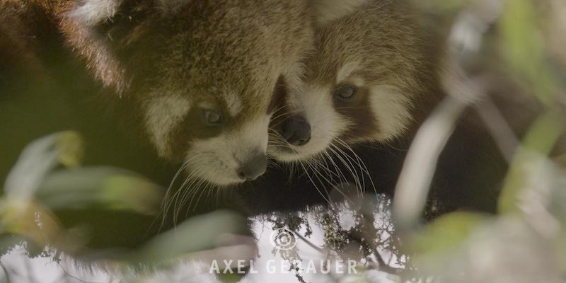 Interview mit Gebauer Wildphotography