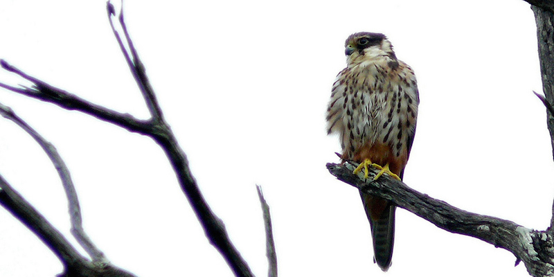 Baumfalke - Foto: Bernard DUPONT (Lizenz: CC BY-SA 2.0)