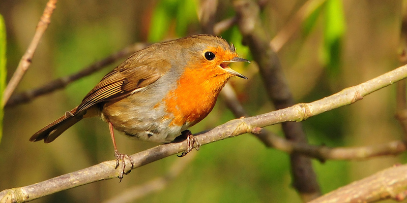 Geheime Gesänge – Vogelstimmen und ihre Bedeutung