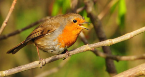 Geheime Gesänge – Vogelstimmen und ihre Bedeutung