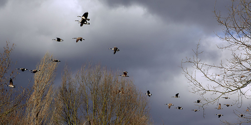 Deutsche Vogelschutzgebiete in Gefahr