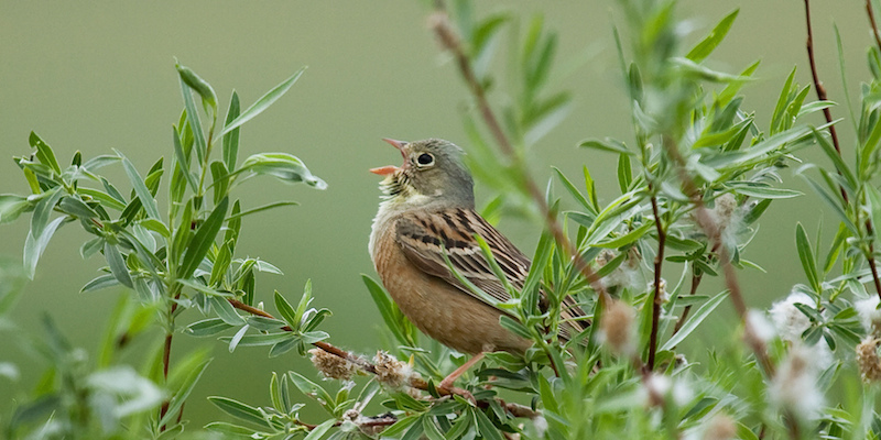 Ortolan – Bodenbrüter mit Dialekt