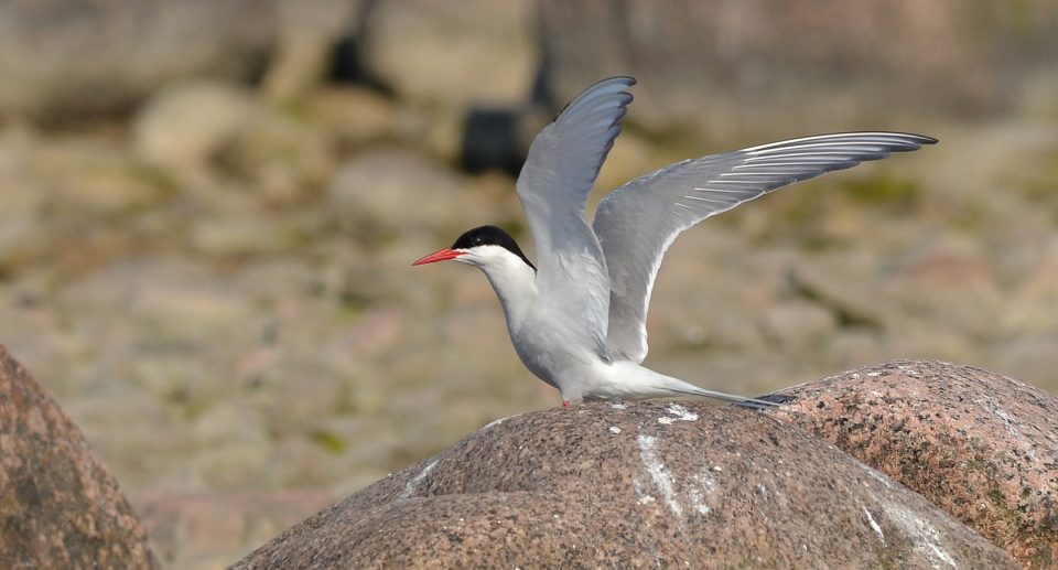 Küstenseeschwalbe – furchtloser Langstreckenzieher