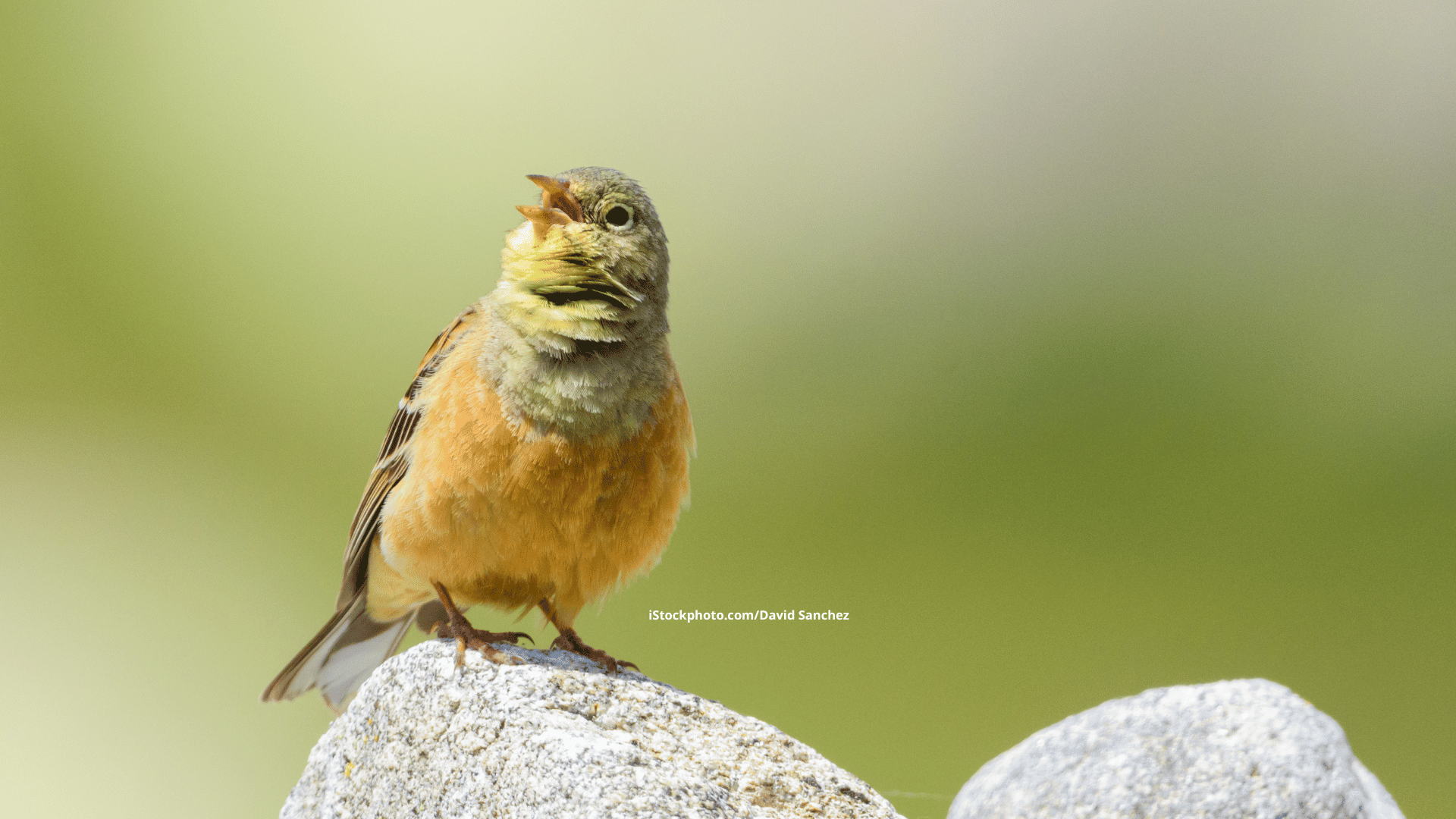 Ortolan: Bodenbrüter mit Dialekt