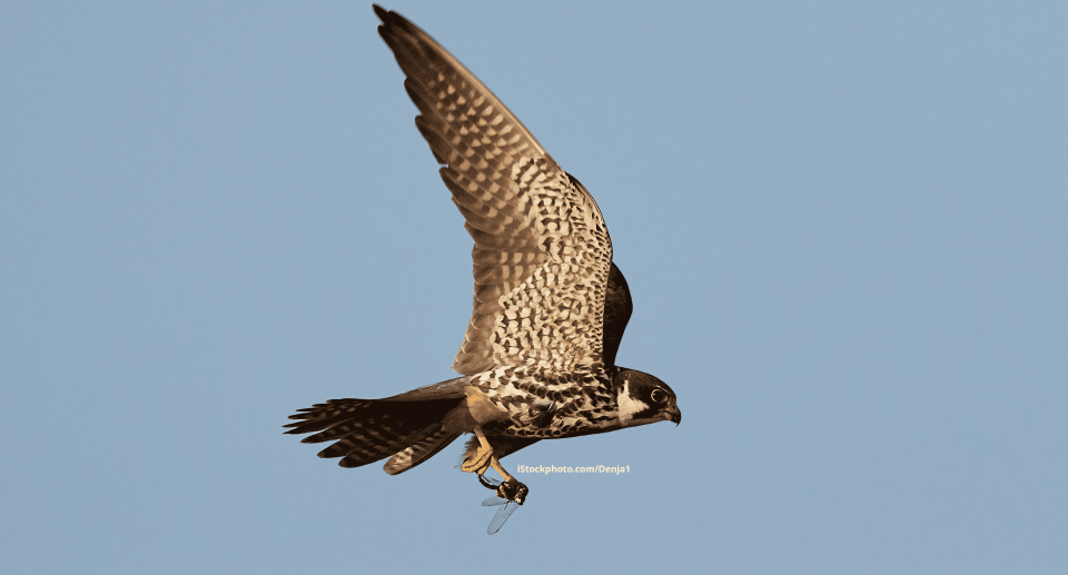 Ein Baumfalke im Flug.