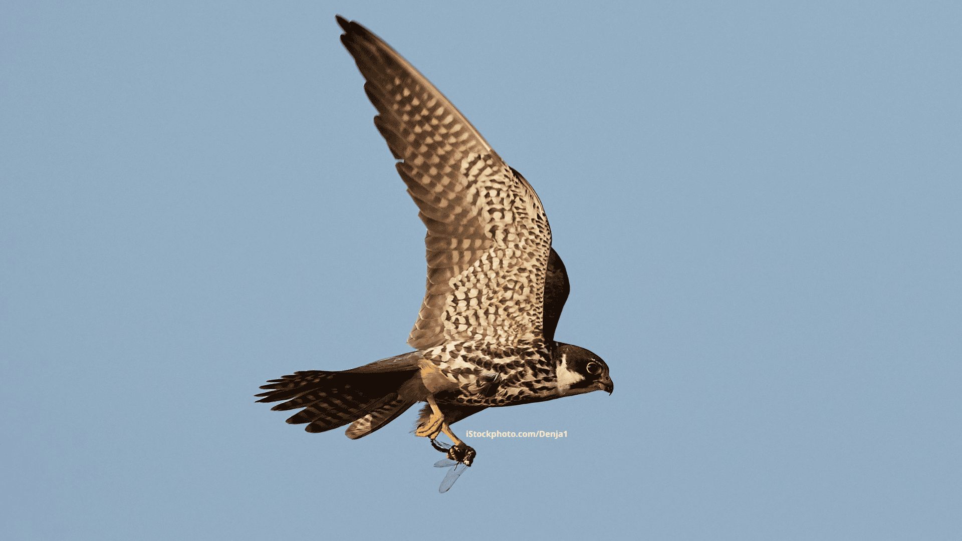 Baumfalke: Flugkünstler mit Hose