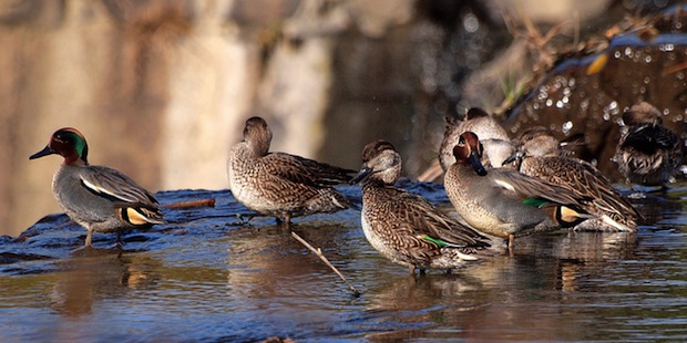 Schnabel, Augen, Federn: Enten unterscheiden