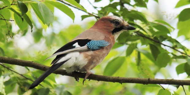 Der Wert Unserer Vogel Vogel Natur