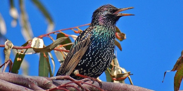 Sing meinen Song – Warum imitieren Vögel andere Arten?