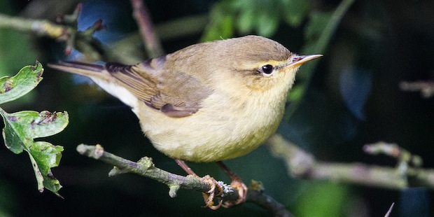 Kleine Vögel In Deutschland Kleine Vögel In Deutschland