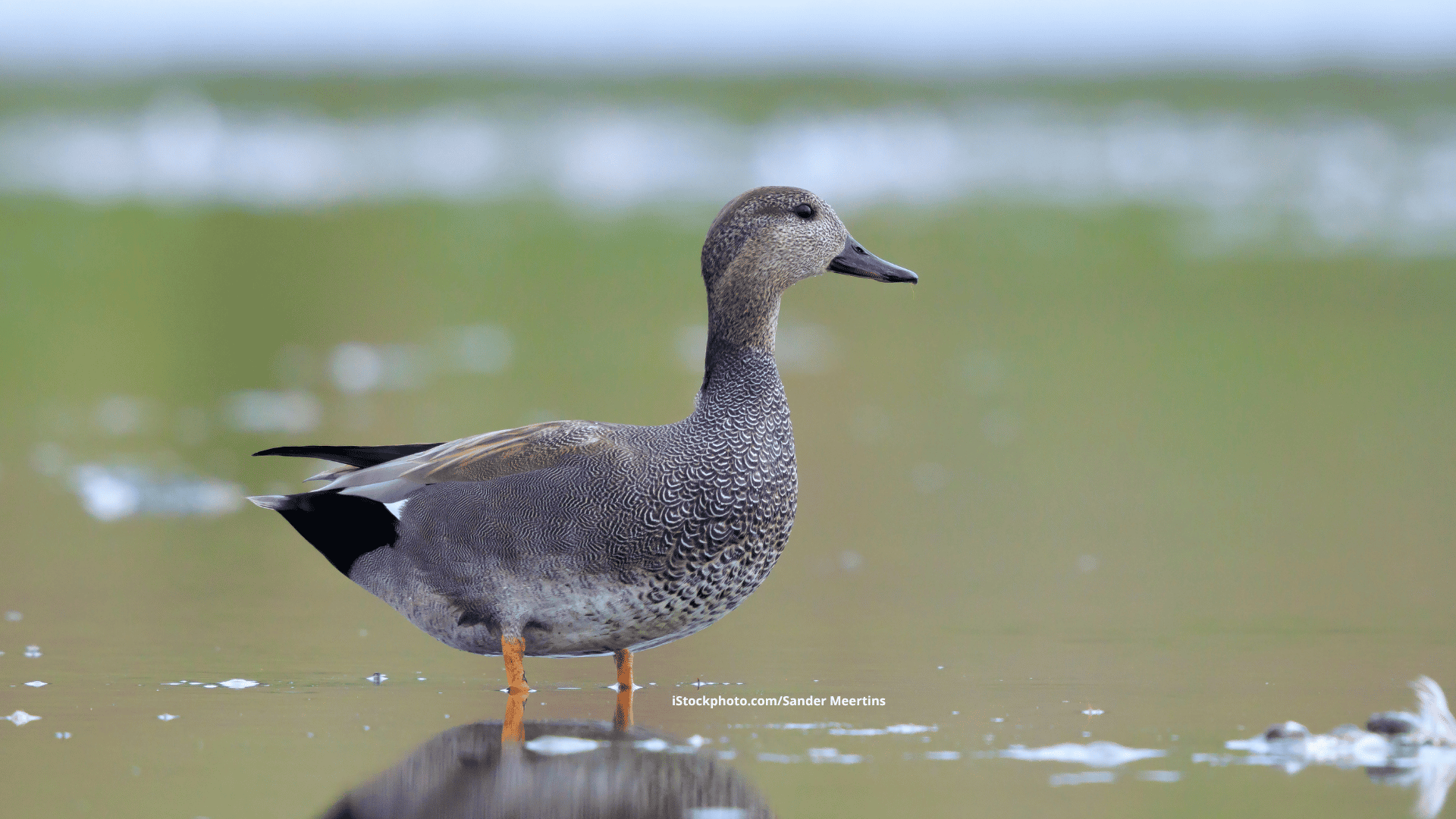 Schnatterente: Ruhiger Entenvogel in Grau