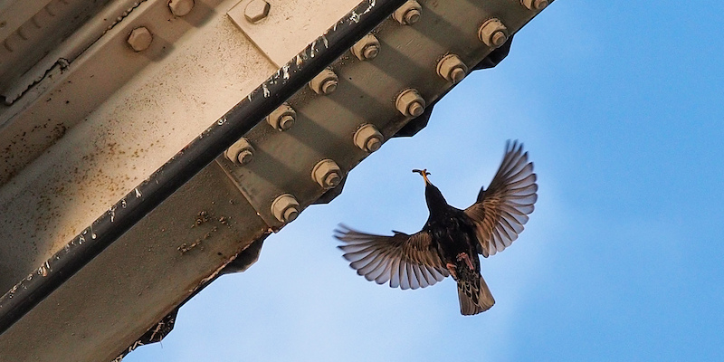 Dein Haus ist mein Haus – Vogelschutz im Gebäudebau