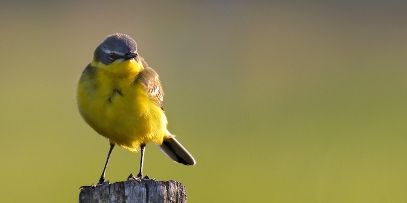 Schafstelze – Wiesenvogel in Gelb und Grün