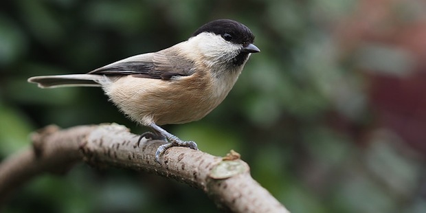 Wilde Weiden und ihre Bedeutung für Vögel