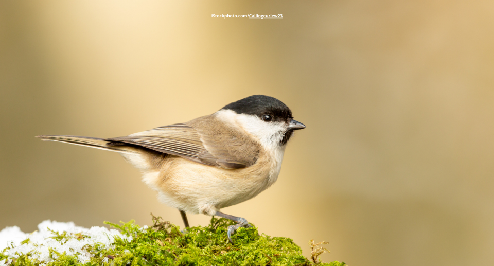 Das Foto zeigt eine Weidenmeise im Sonnenschein auf Moos sitzend im Winter.