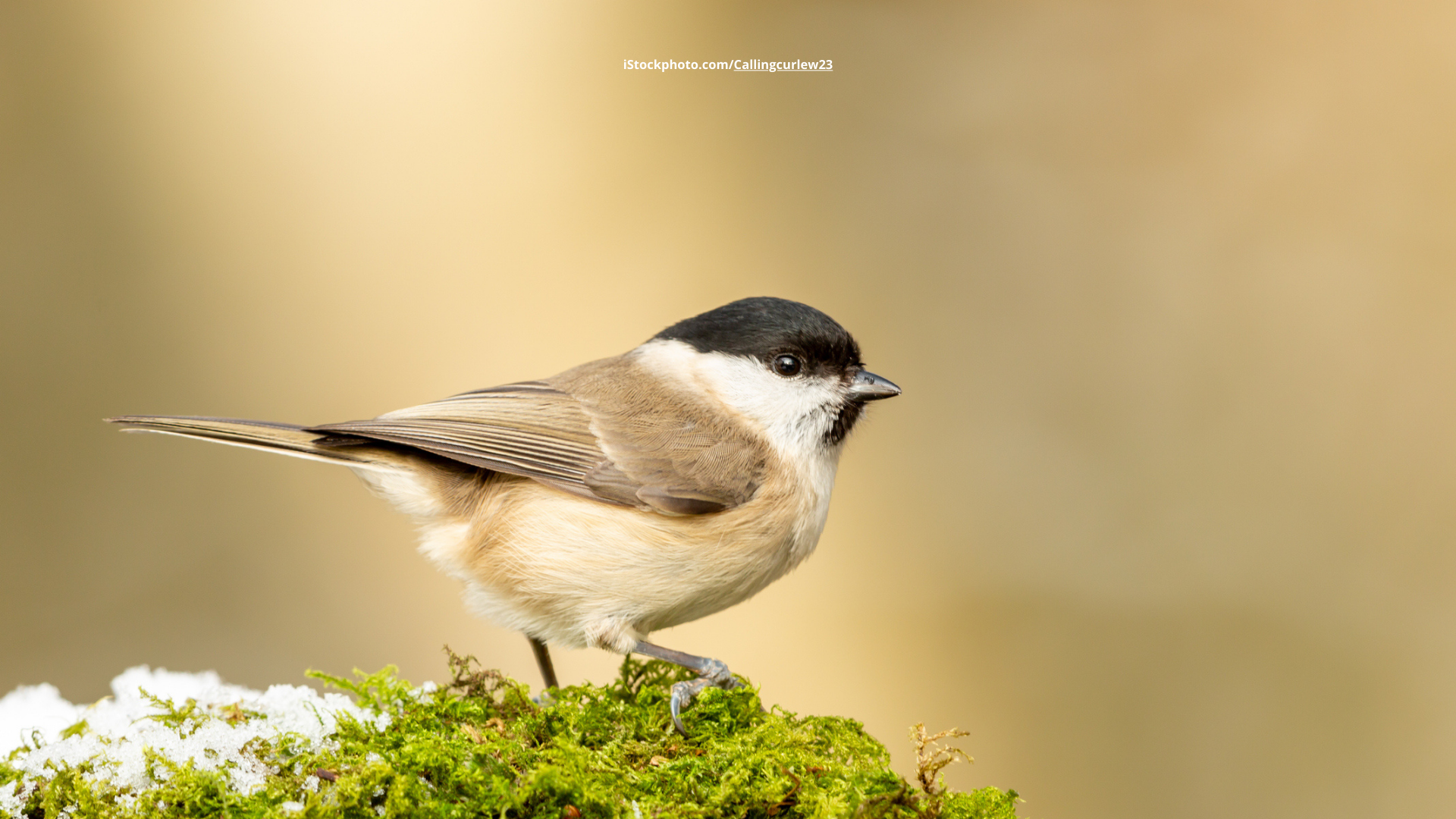 Weidenmeise: Baumeisterin mit Mütze