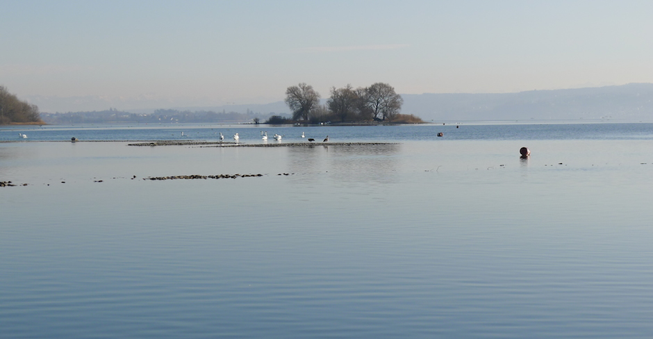 Die Radolfzeller Aachmündung – Vogeltreff am Bodensee