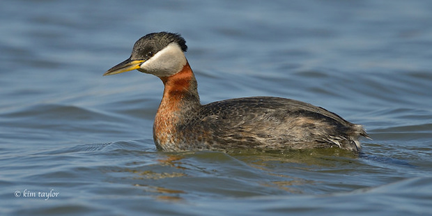 Rothalstaucher Garstadter Seen