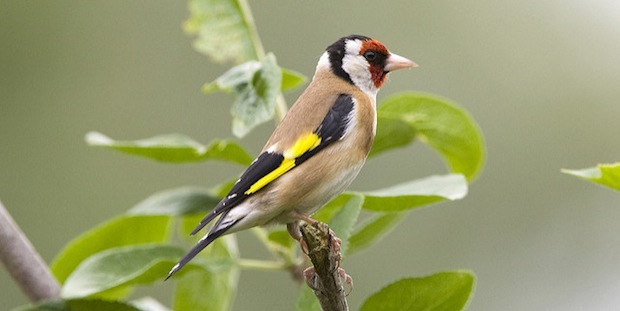 Vogel des Jahres 2016