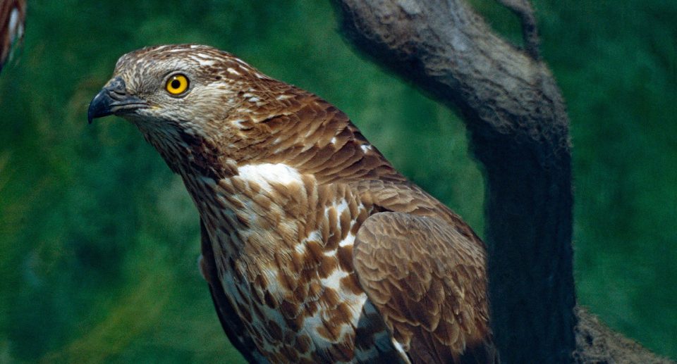 40 Jahre Schutz: Komitee gegen den Vogelmord