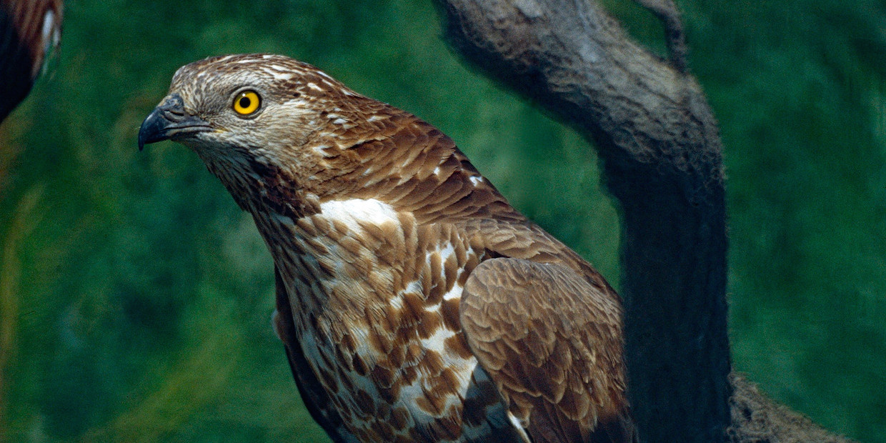 40 Jahre Schutz: Komitee gegen den Vogelmord