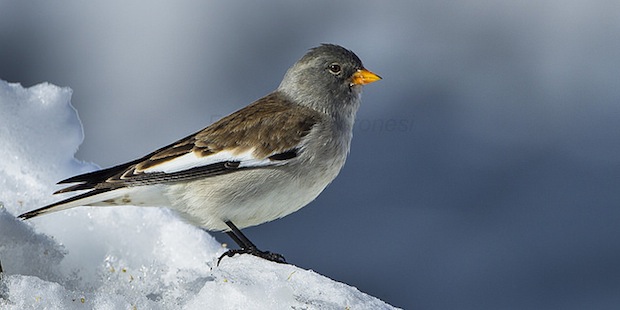 Schneesperling – Gebirgsvogel in Schwarz und Weiß